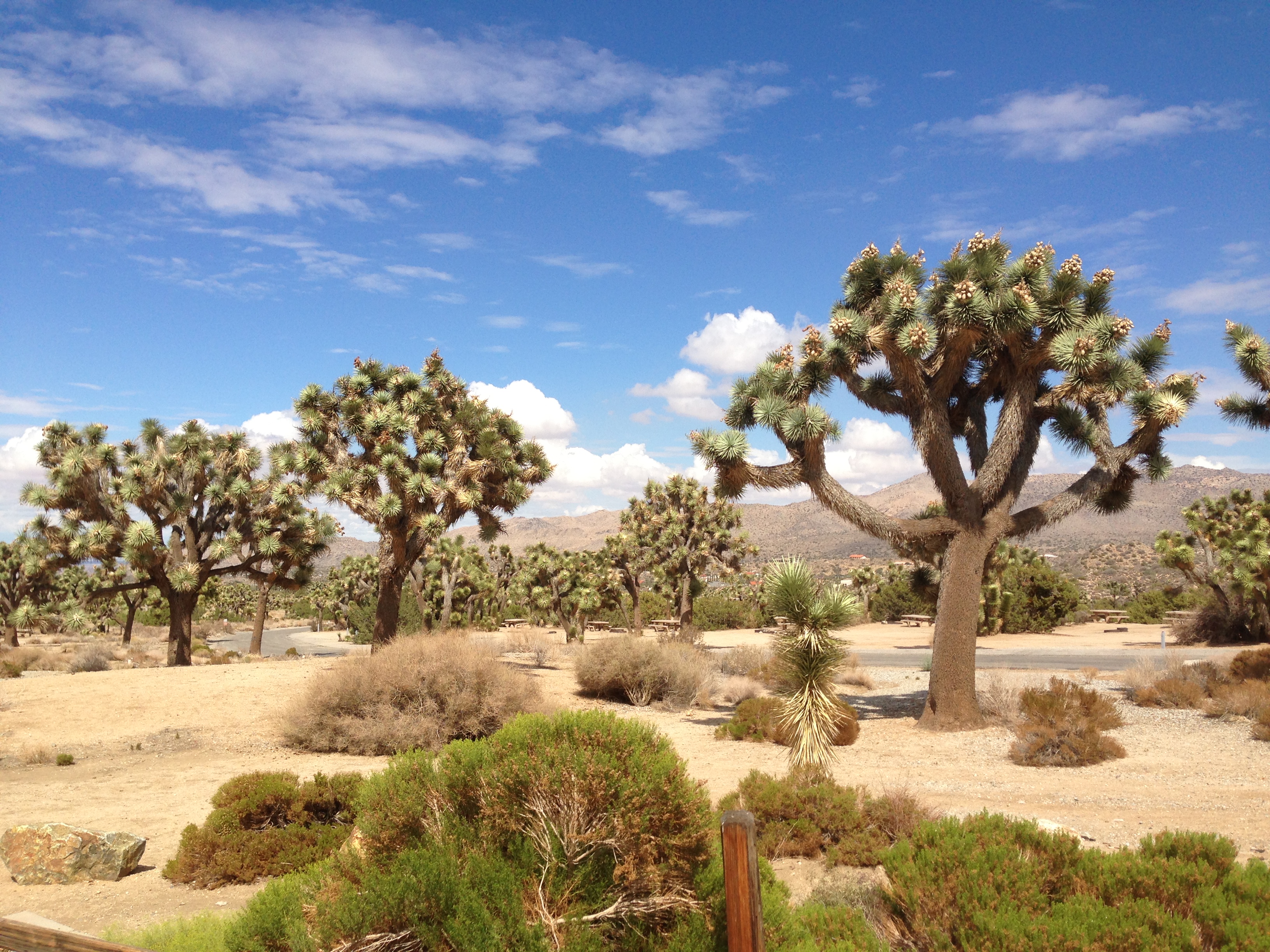 Joshua Tree Desert USA